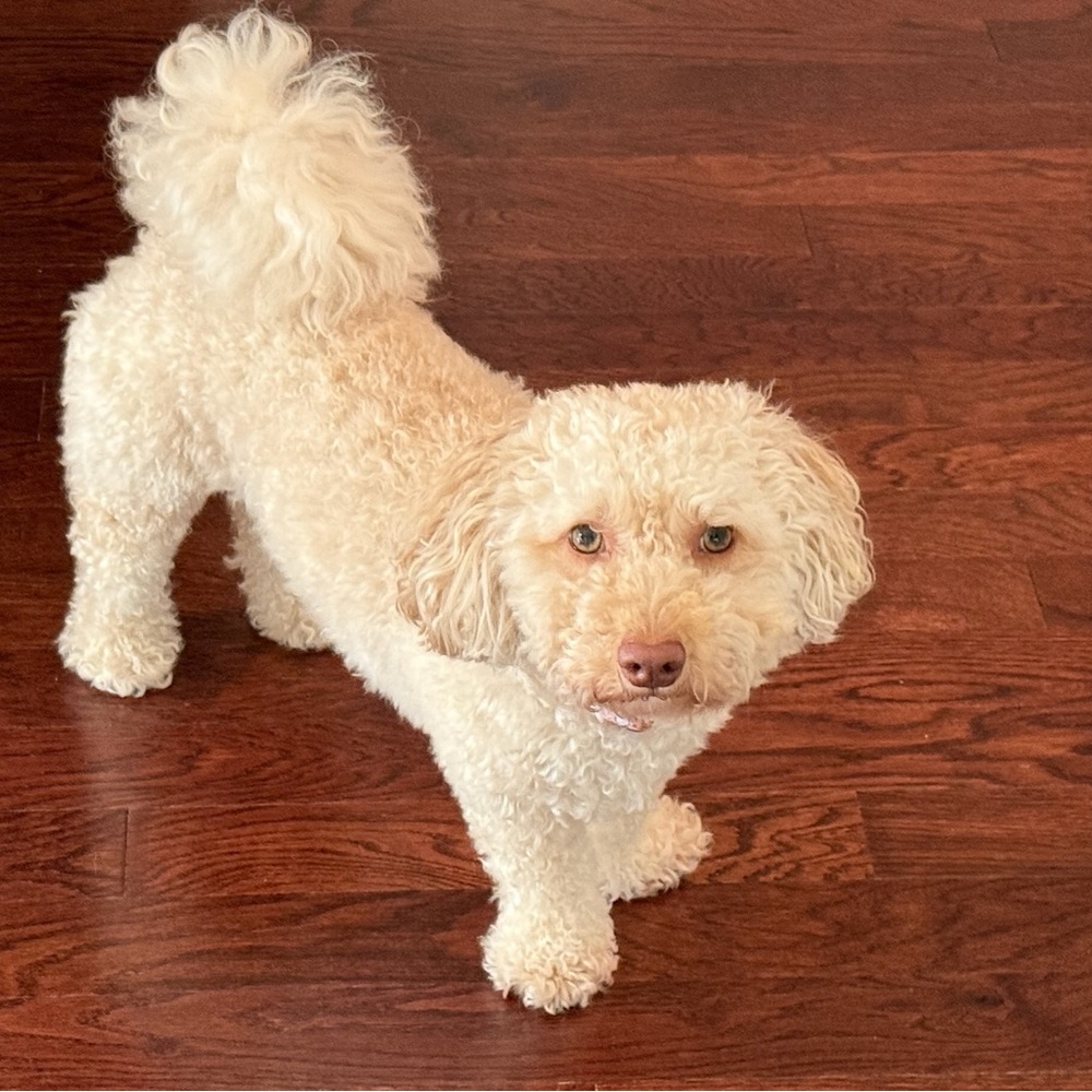 Meet your Posher, Misha